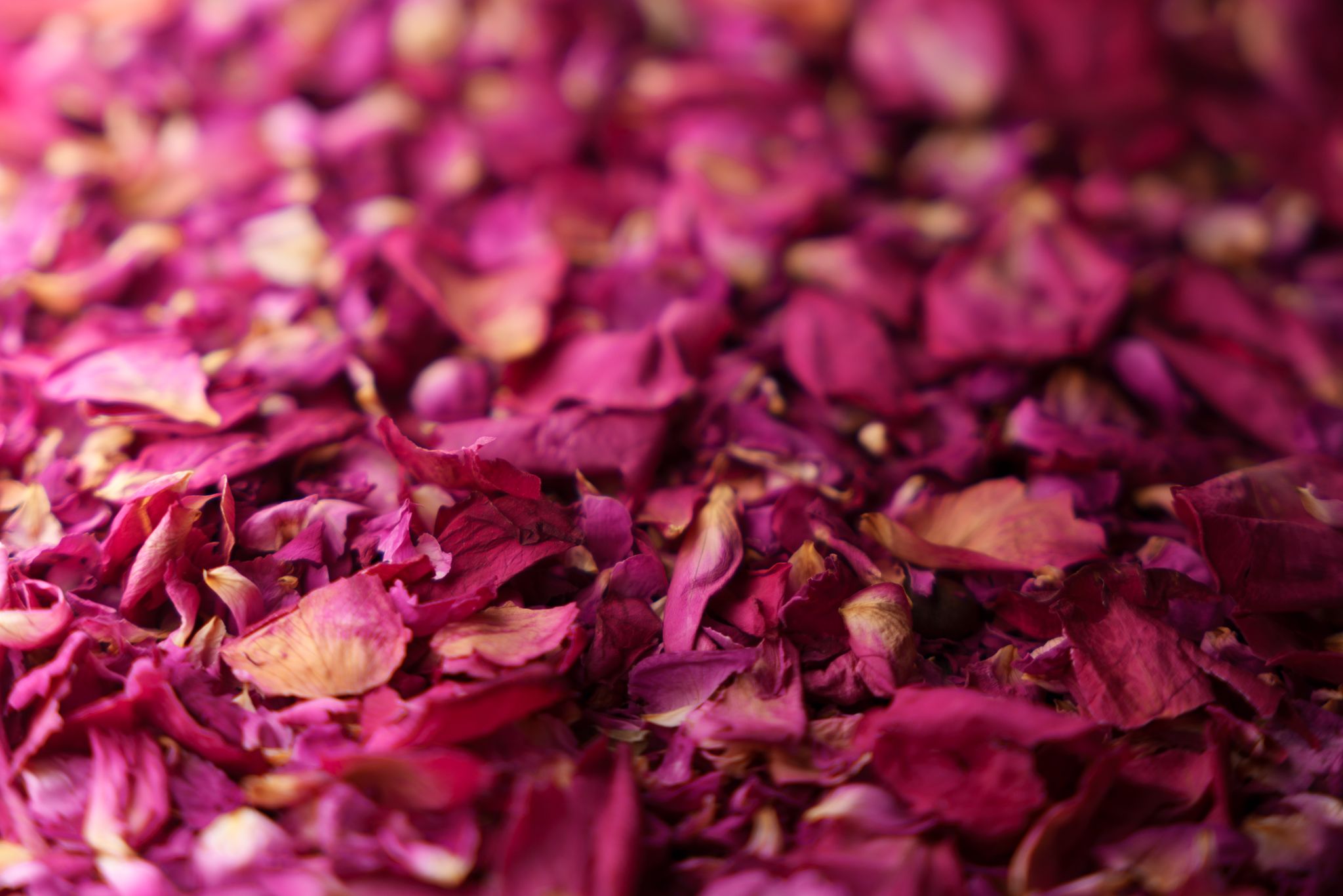 Patissa - Product Catalogue